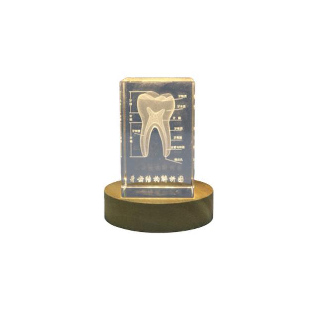 Anatomy Of Crystal Internal Tooth Structure