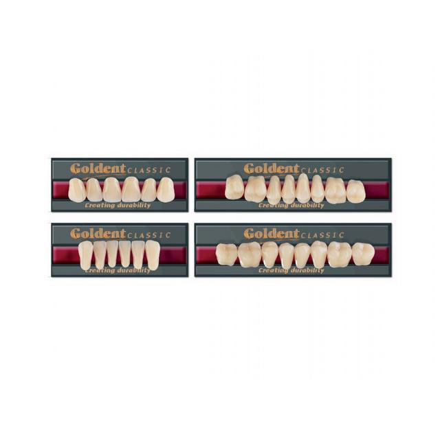 Goldent Classic Acrylic Teeth C1 Size 2